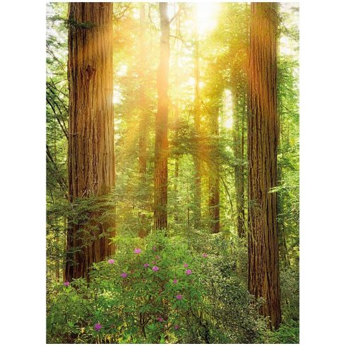 Fototapet natura de sequoia