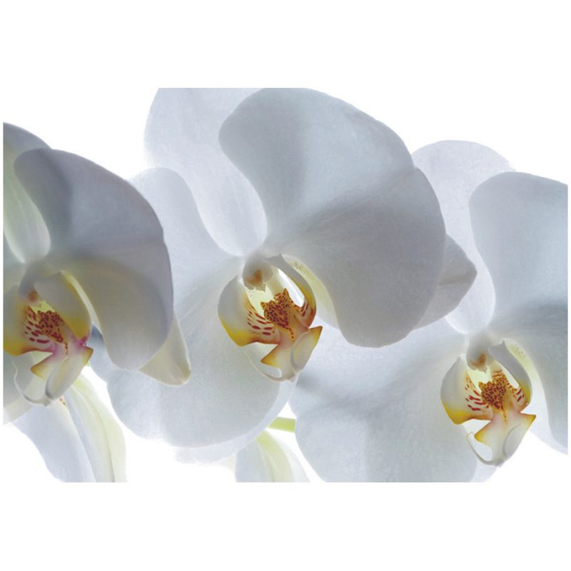 Fototapet orhidee albe