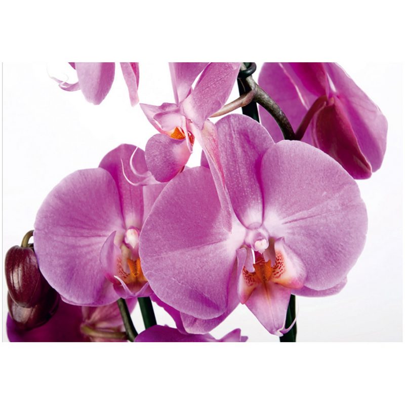 Fototapet orhidee violet