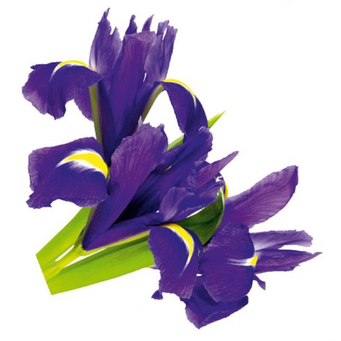 Sticker Perete Flori de Iris Violet