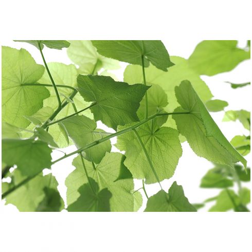Fototapet verde cu frunze revigorante
