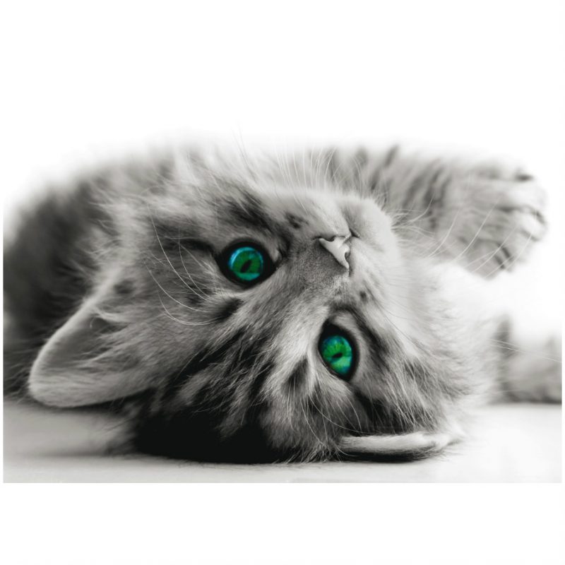 Fototapet cu pisicuta gri - Catalog