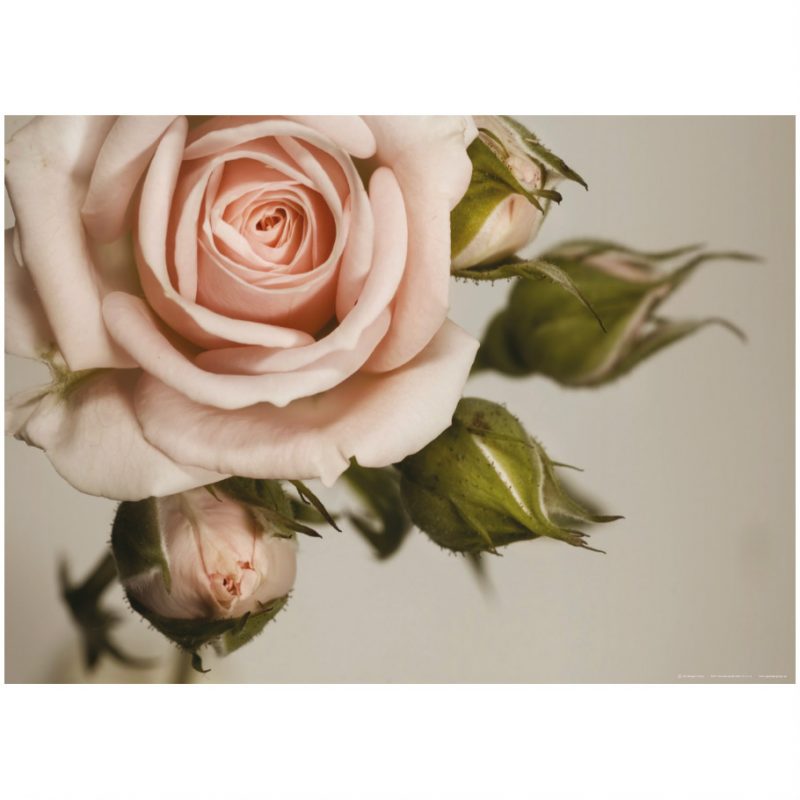 Fototapet trandafir roz vintage - Catalog